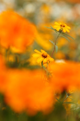 Zinnias