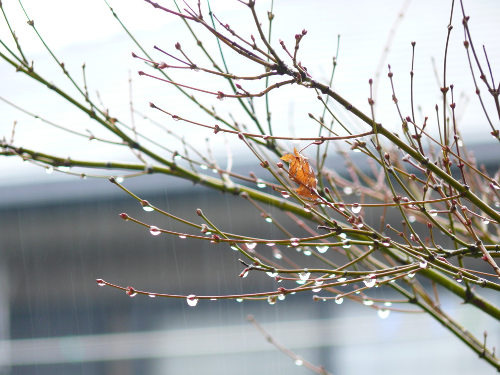雨の花