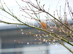 雨の花