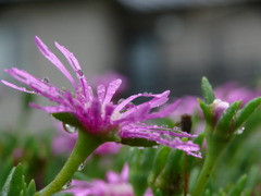 雨のマツバギク