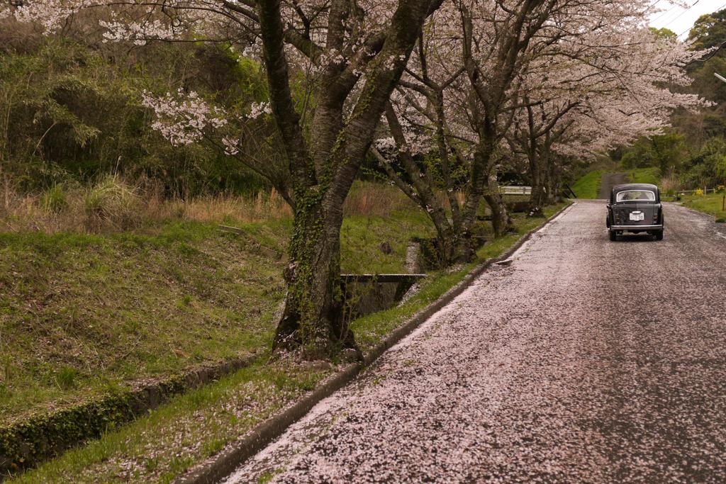 さ く ら 坂 ・ ・ ・