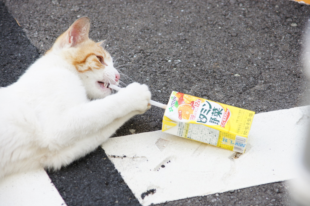 ジュースを飲むネコ 
