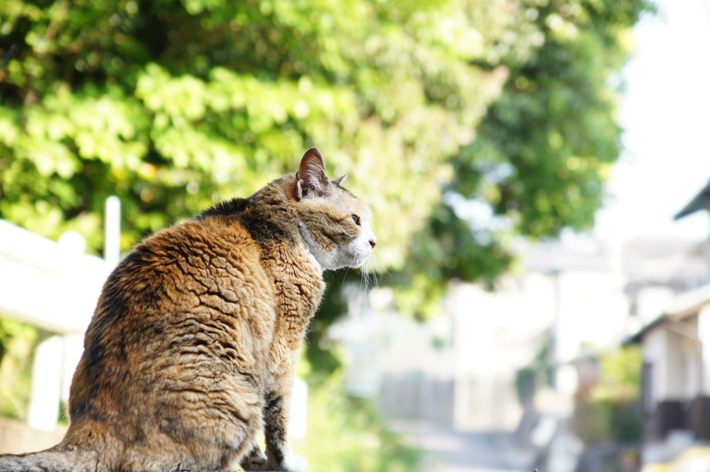 風薫る５月