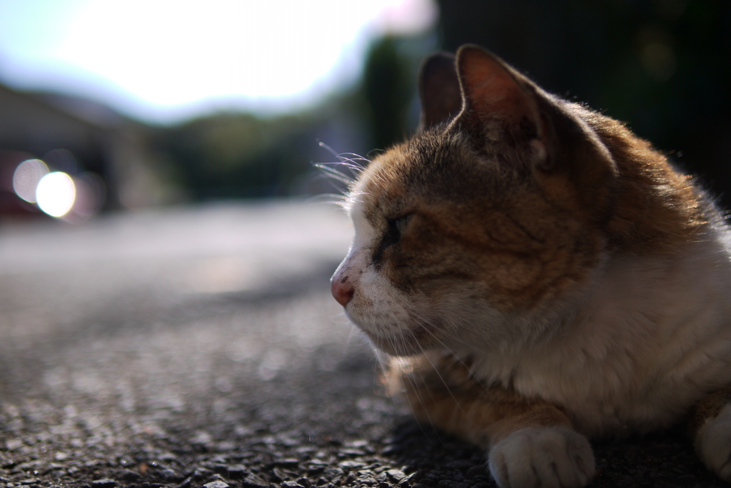 Blowin' in the Wind