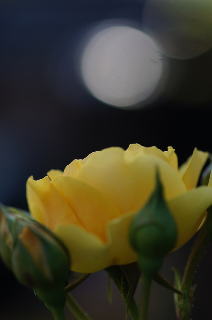 Rose of the moonlit night.