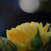 Rose of the moonlit night.