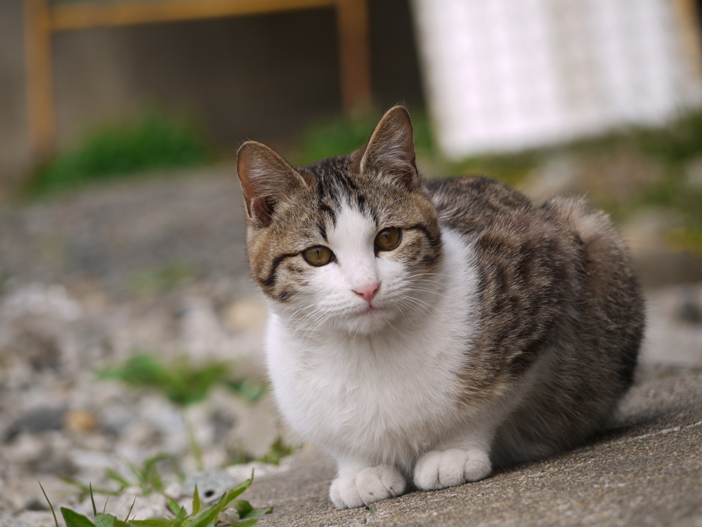 おすましさん＾＾♪