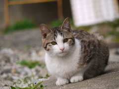 おすましさん＾＾♪