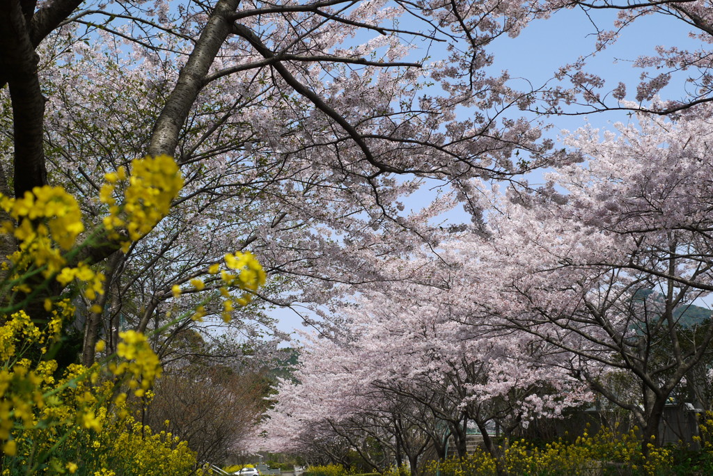 春満開(LEICA Ver,)
