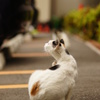 つかの間の休息