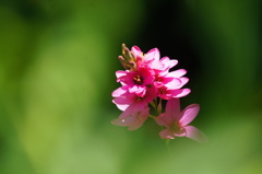 The beauty in the grass.