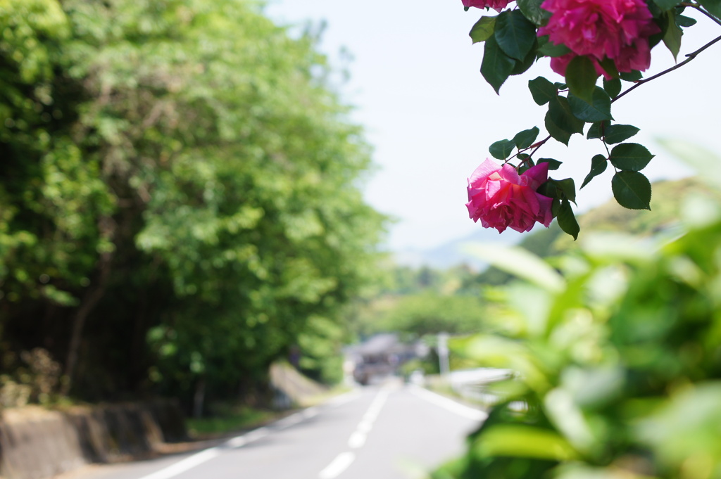 バラの咲く風景