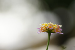 ランタナ　No2