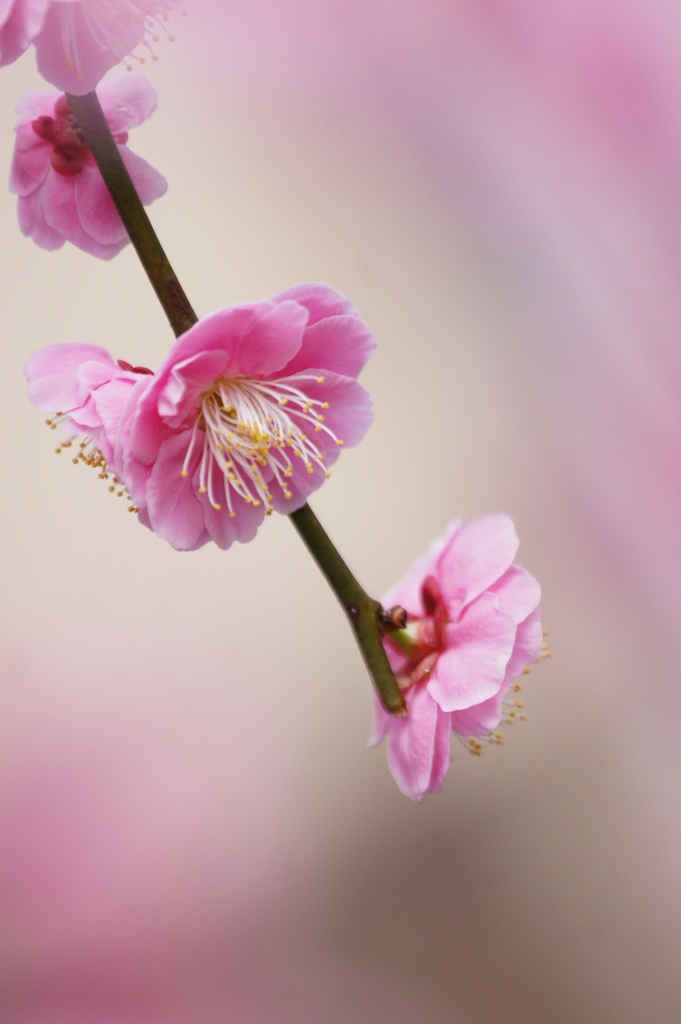 Spring curtain.