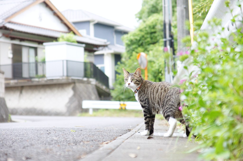 楽しいお散歩