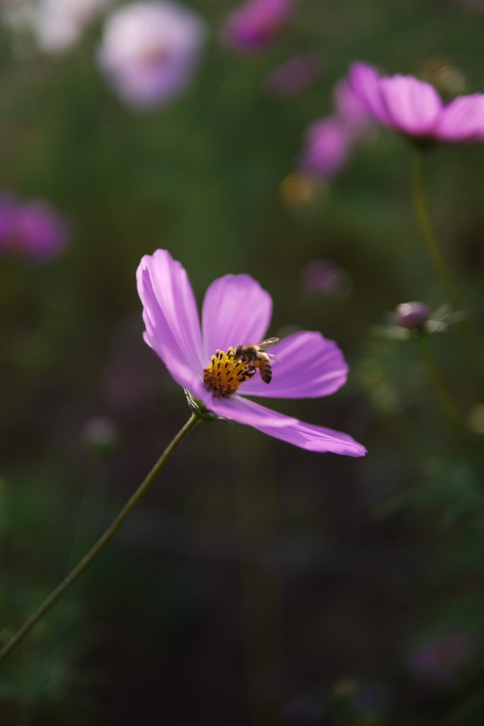 A cosmos and bee.