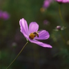 A cosmos and bee.