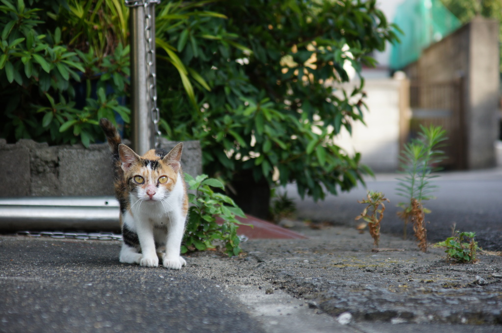 Cat on alert.