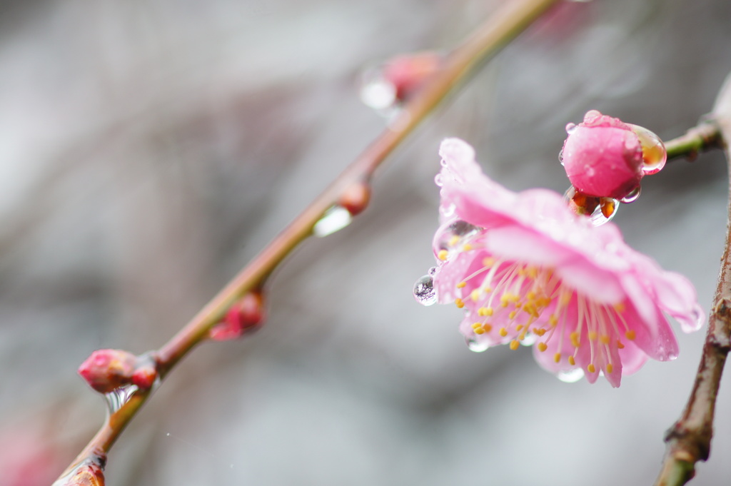 If I sing in the rain vol'1
