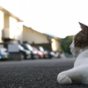 夕涼み・・・