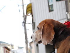 たばこ屋の看板息子