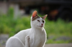 かいぃぃぃ～っ