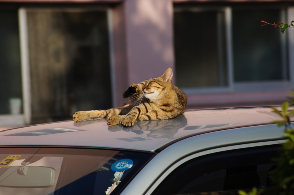 まだ眠いのにゃ・・・