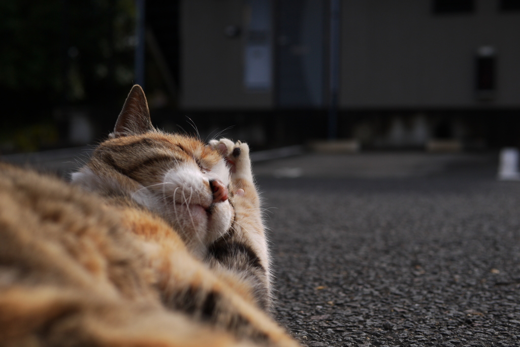 気持ちいいにゃ～♪