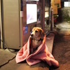 犬だって・・・