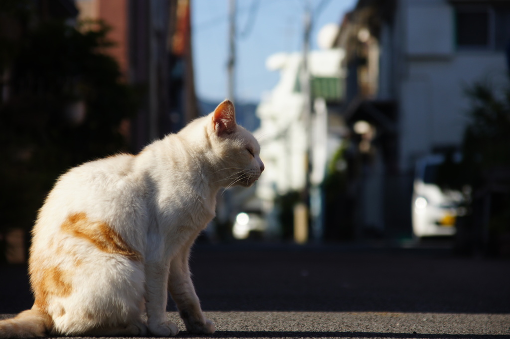 やっぱり猫も・・・