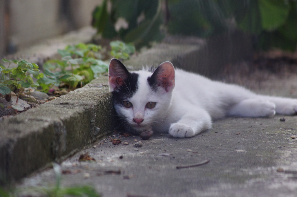 ほふく前進・・・