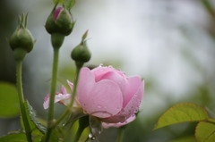 雨の物語