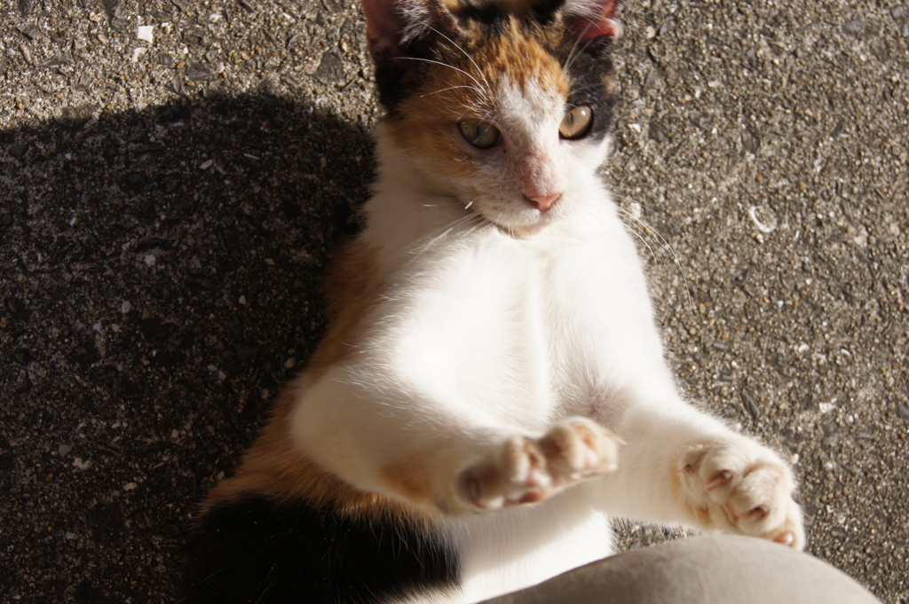 にゃんと百烈拳～～～～！