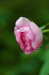 Raindrops on the rose. 