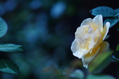 Walk after rain. 