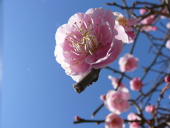 しだれ梅
