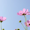 コスモスの気持ち・・・