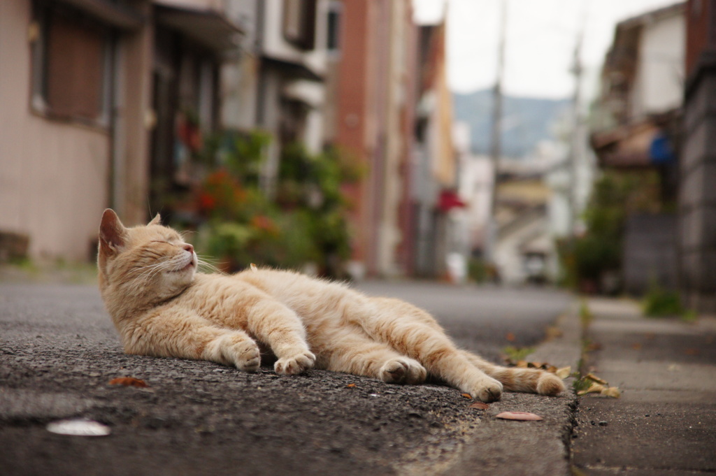 Happiness of the back alley.