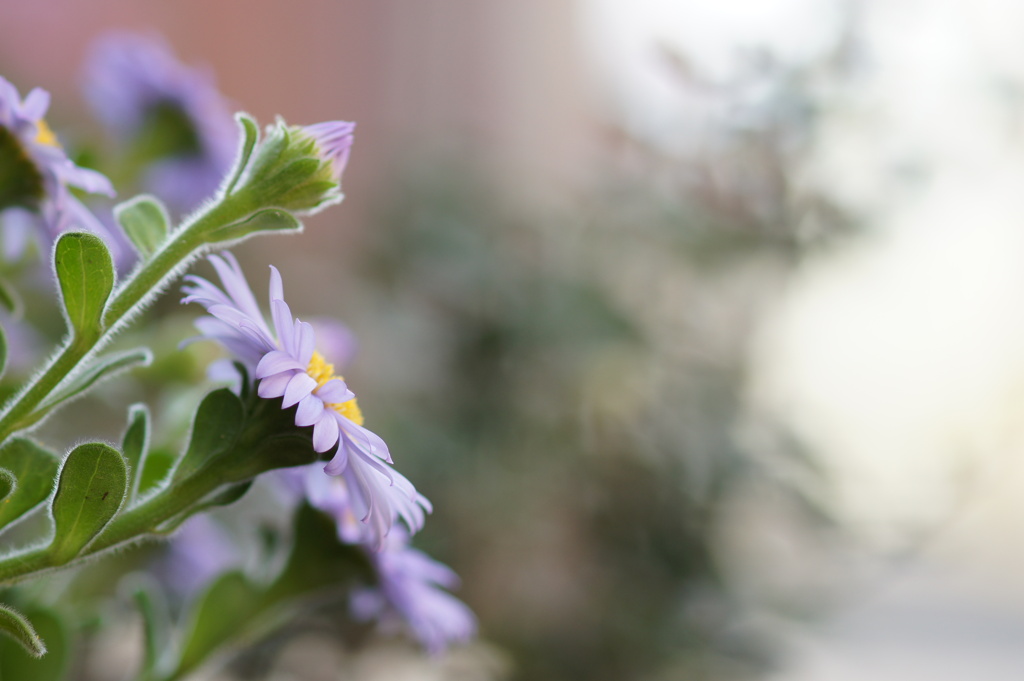 路傍の花