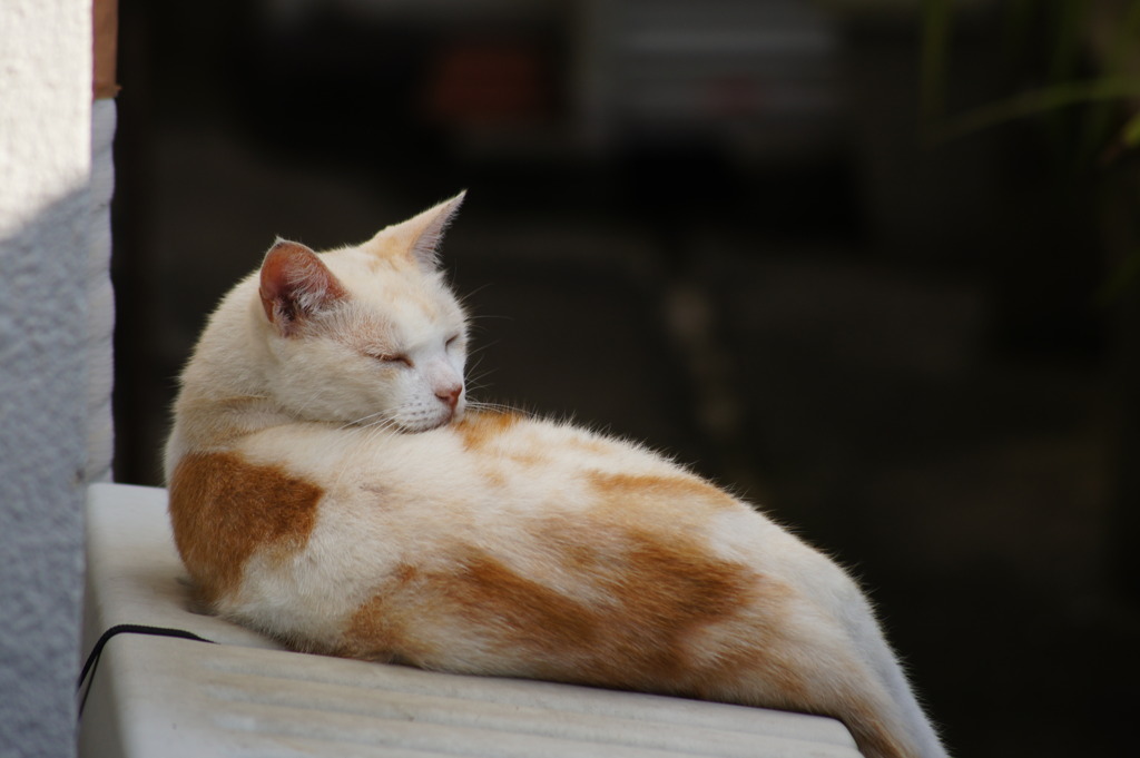 眠いんだってば・・・・