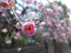 雨のしだれ梅