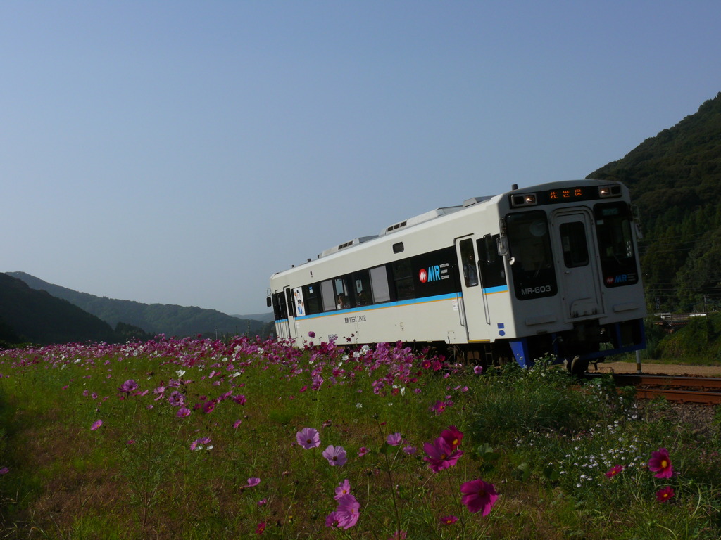 コスモス列車でGO!