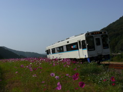 コスモス列車でGO!