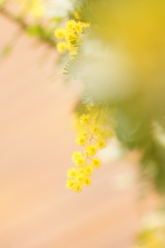 The Spring yellow.
