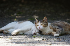 Nap brothers.