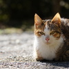 Cat in the Sunny Place.