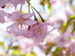 さくらのゆめ