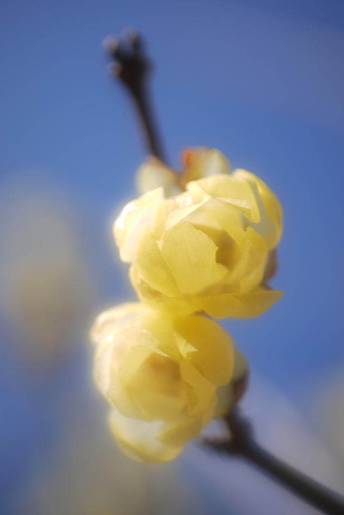 The sign of spring.