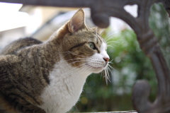 A cat on the bench sheet.