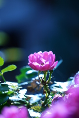 The glory of the rose in sunlight